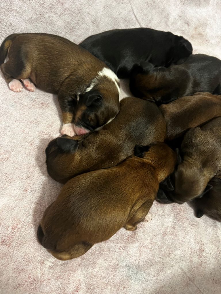 8 CHIOTS DISPONIBLES MI MAI 2025